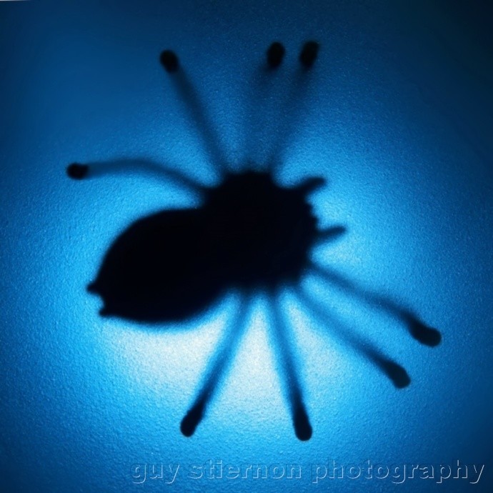 A very interesting and simple take on photographing a spider. Photo: by retrotonix53 