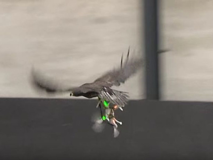 Dutch-police-have-trained-a-hawk-to-attack-drones
