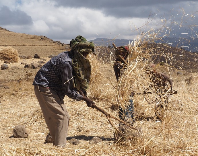 Grain harvest, Ethiopia, Jan 2014