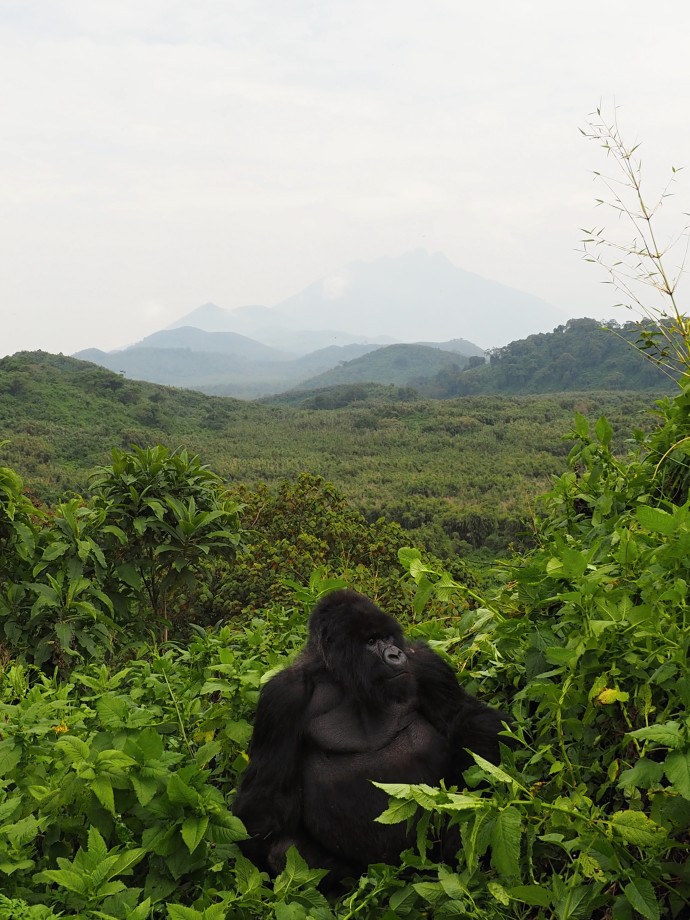 Mountain Gorilla, Rwanda Jan 2014