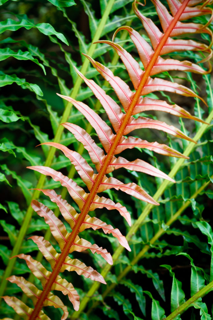 The red fern leaf contrasts well with the green leaves. Canon EOS 7D, EF 50/1.8 II, 1/50 s, f/3.2, ISO 400, focus 50 mm (80 mm equiv.) 