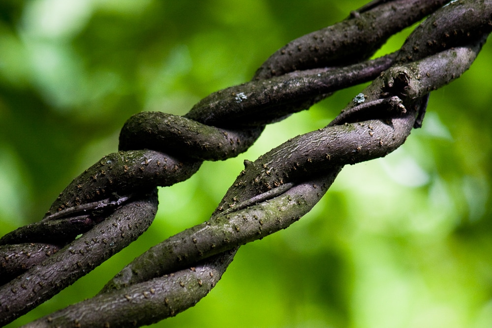 branches