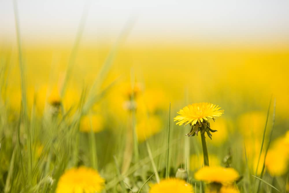 A dandelion with a horizon. Canon 5D Mark II, Canon EF 70-200/2.8 IS II, 1/250 s, f/3.5, ISO 100, focus 145 mm