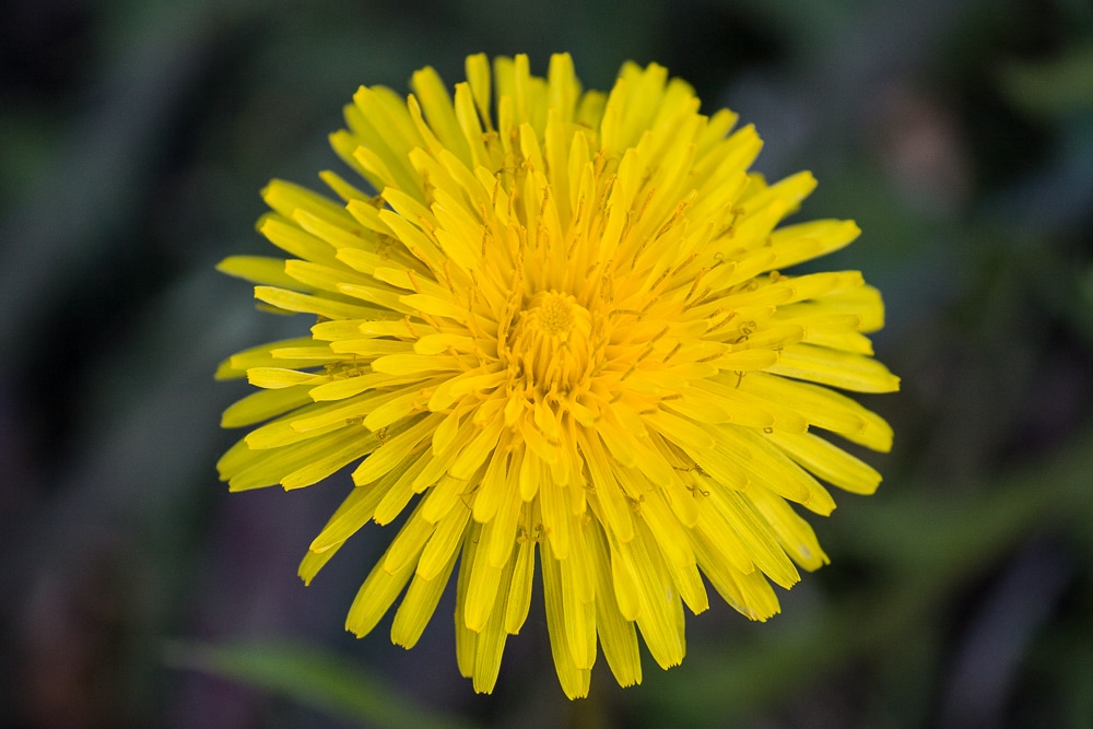 A dandelion photographed straightforwardly. Canon 40D, Canon EF-S 55-250/4-5.6 IS, 1/320 s, f/7.1, ISO 500, focus 250 mm