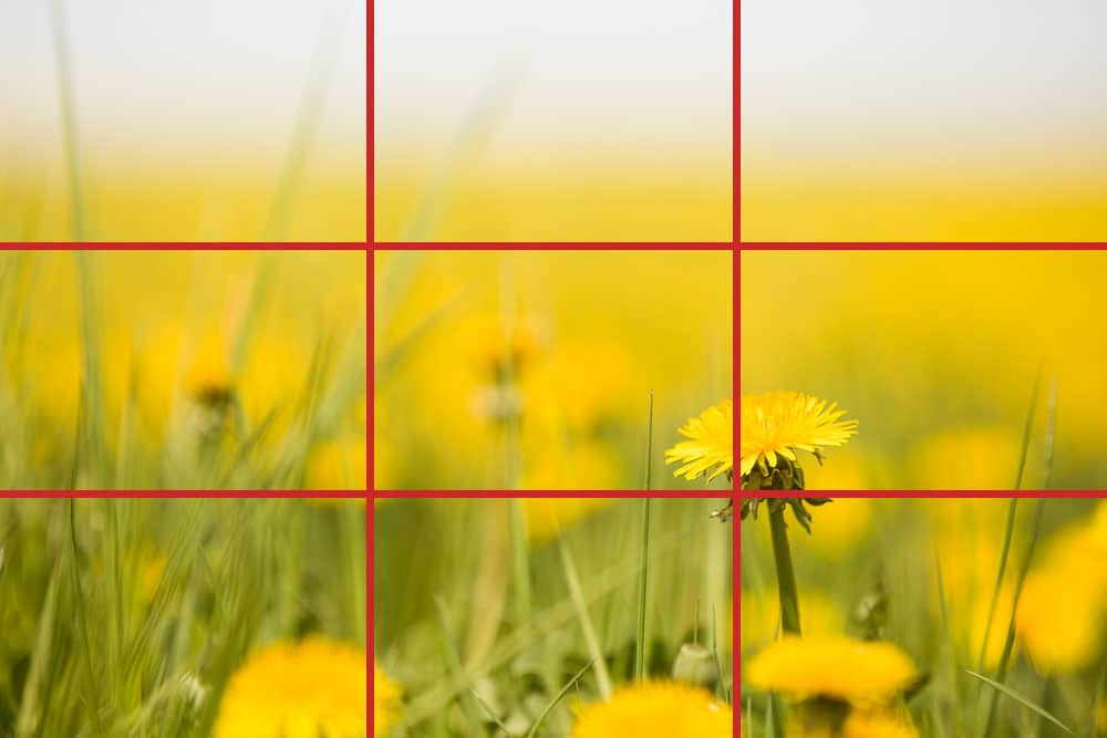 Our dandelion with some compositional aids.