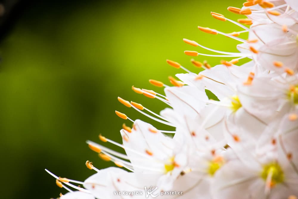 A tiny flower in detail. Canon 40D, Canon EF-S 55-250/4-5,6 IS, 1/250 s, f/11, ISO 800, focus 250 mm