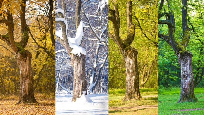 One tree, four seasons. Photo: Vit Kovalcik