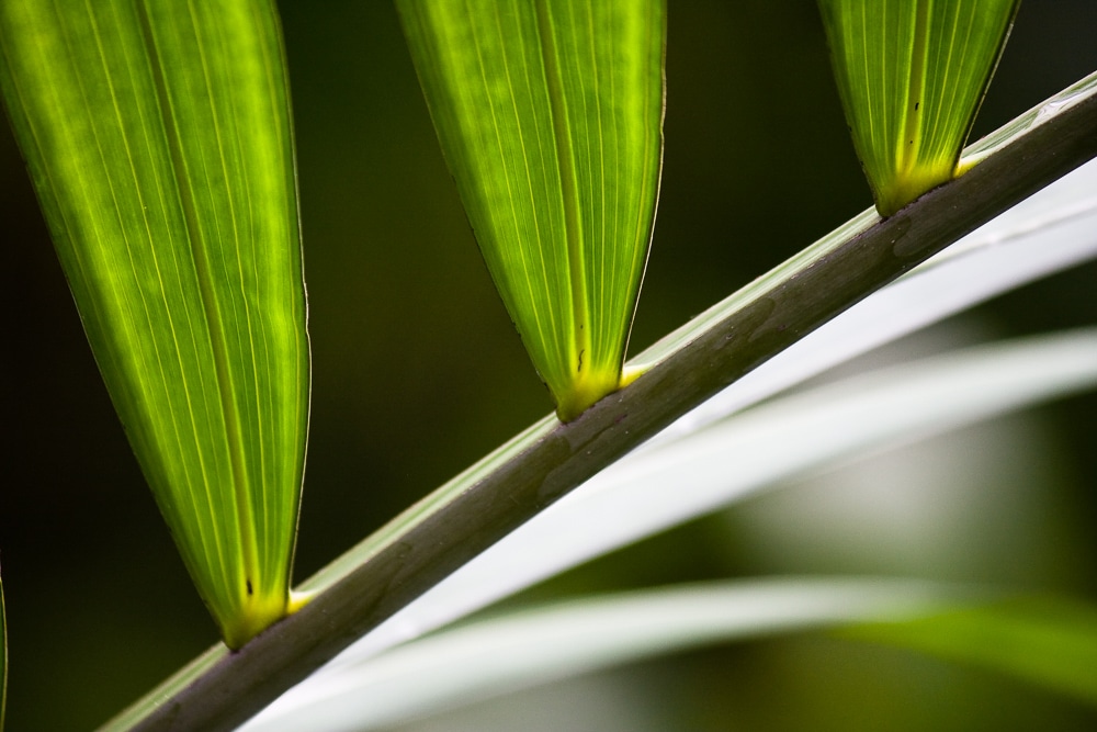 A stem with its leaves deliberately photographed diagonally. Canon 40D, Canon EF-S 55-250/4-5.6 IS, 1/160 s, f/7.1, ISO 800, focus 229 mm