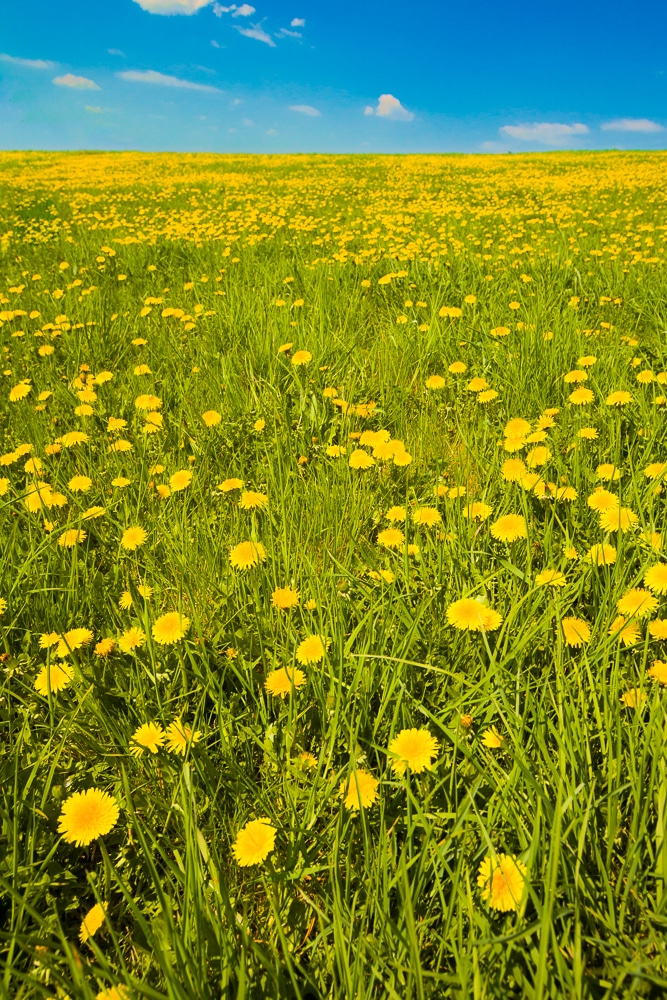 A meadow full of dandelions. Canon 5D Mark II, Canon EF 16-35/2.8 II, 1/60 s, f/9.0, ISO 200, focus 23 mm