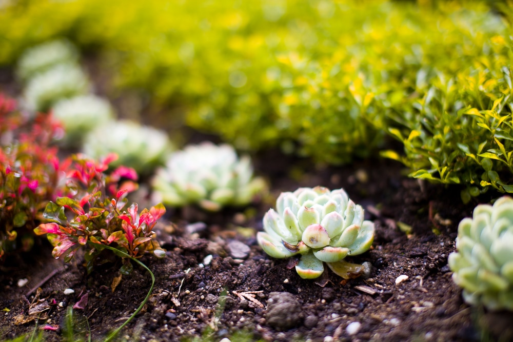 Repeating elements works. Repeating flowers works. Canon 5D Mark II, Sigma 50/1.4 DG, 1/4000 s, f/1.4, ISO 100, focus 50 mm