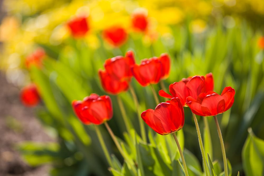 Tulips with a background: more tulips. Canon 5D Mark II, Canon EF 70-200/2.8 IS II, 1/500 s, f/4.0, ISO 100, focus 200 mm