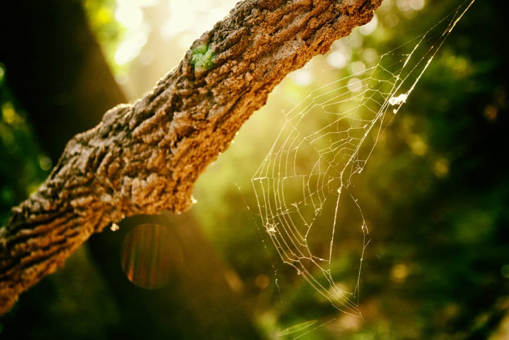 A spiderweb photographed against the light. I used reflections in the lens to make the picture more special. Canon EOS 7D, EF-S 15-85/3.5-5.6 IS USM, 1/50 s, f/4.5, ISO 100, focal length 32 mm (51 mm equiv.) 