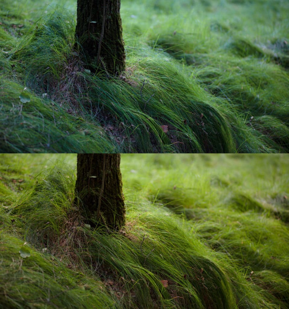 Above: the original picture with a color temperature of 4300 K. Below: the edited picture with a new temperature of 5400 K. Canon 5D Mark III, Canon EF 85/1.8, 1/80 s, f/8.0, ISO 500, focal length 85 mm