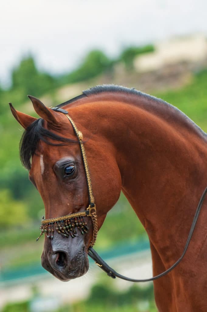 Be sure to include riding equipment in your photograph—for an Arabian horse, this typically includes a presentational headstall.