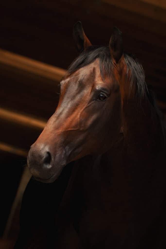 In this picture, you can see from the rotation of the ears that the photographer has the horse’s full attention.