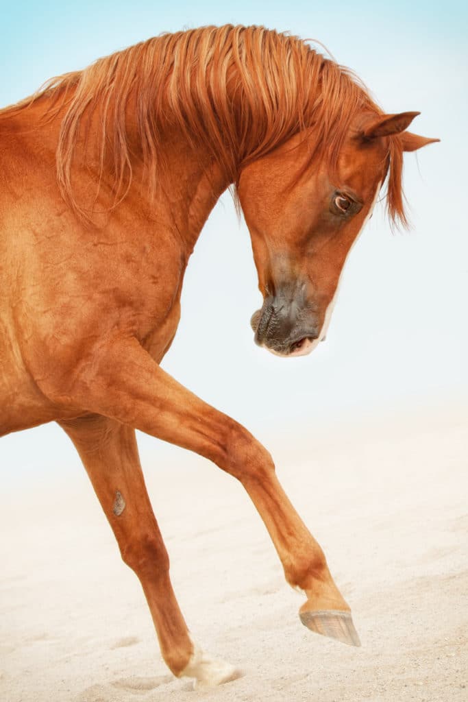 When a horse is looking forwards or downwards, it has a beautifully round neck.