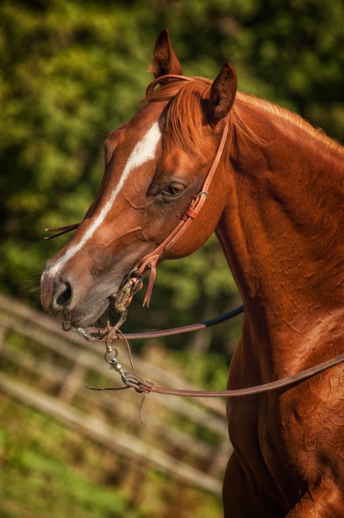 When the horse’s left front foot is out in front, its shoulder looks bland.