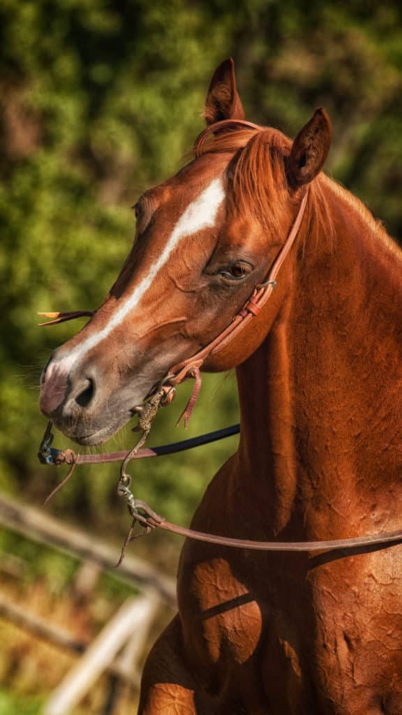 The horse’s right foot is in front. With just this change, it’s a completely different photo.