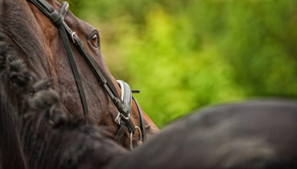 Learn How to Photograph Horses | Learn Photography by Zoner Photo Studio