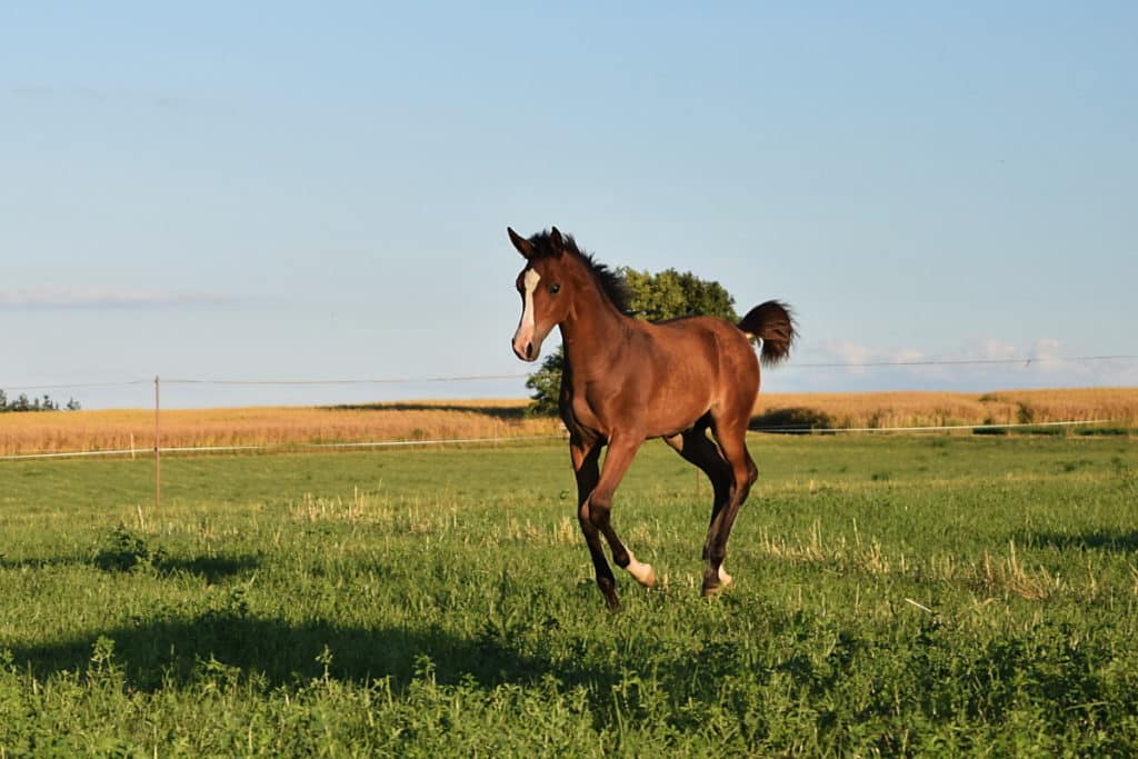 The frozen and perfectly sharp movements of a cantering colt. Nikon D3300, AF-S NIKKOR 18-55 mm 1:3.5-5.6 G II, 1/640 s, f/5.6, ISO 200, focal length 55 mm.