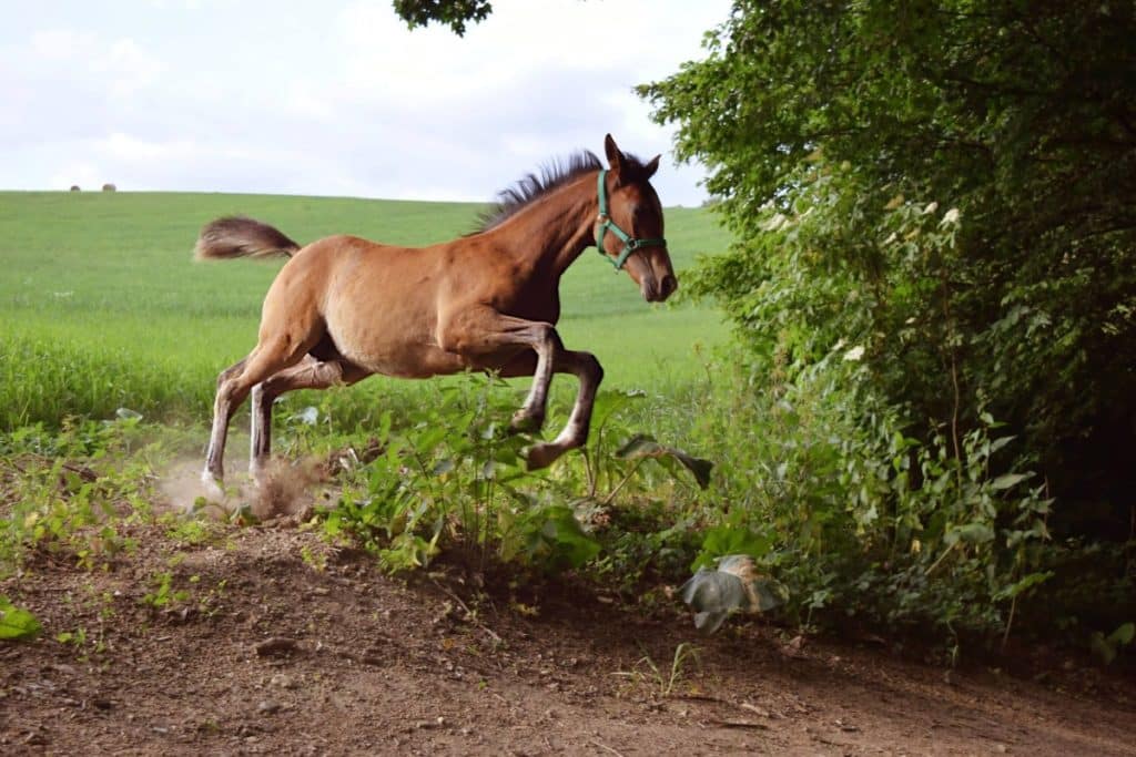 This photo doesn’t correspond to the colt’s real proportions (e.g. the tail region is too small), and likewise the shot angle is wrong relative to the horse’s dimensions. Despite this, the dynamics of the moment tell so much about the colt’s character that the picture is still interesting. Nikon D3300, AF-S NIKKOR 18-55 mm 1:3.5-5.6 G II, 1/540 s, f/4, ISO 200, focal length 55 mm