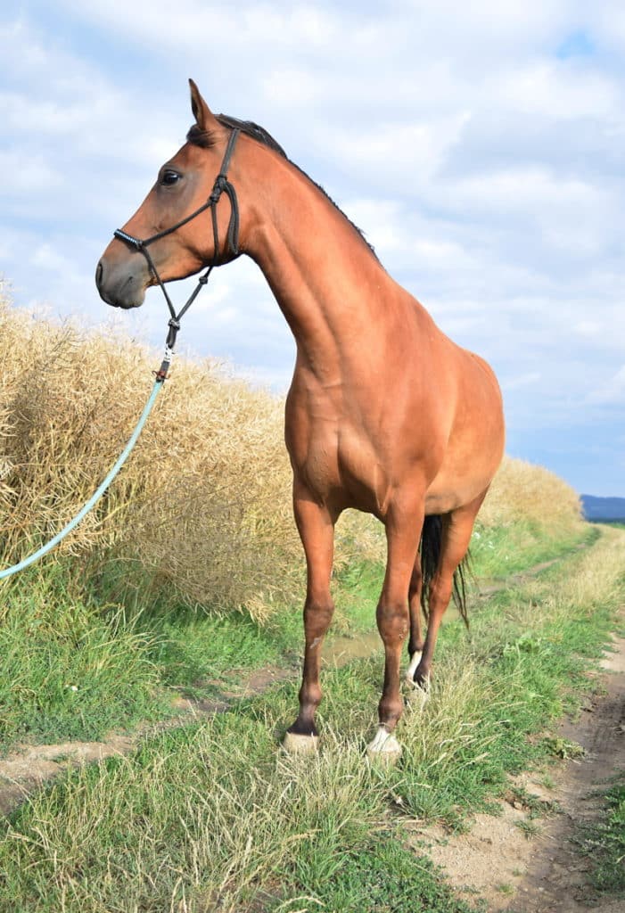 When shot from below, the horse has completely disproportionate sizes for the parts of its body. Also, the whole picture is crooked. Nikon D3300, AF-S NIKKOR 18-55 mm 1:3.5-5.6 G II, 1/200 s, f/4, ISO 100, focal length 24 mm