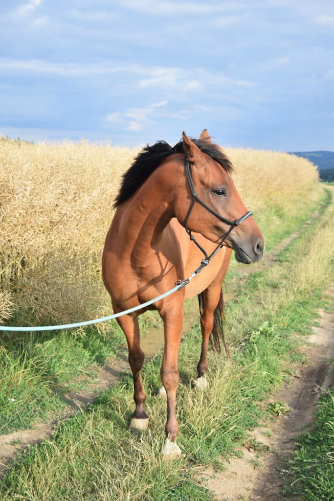 With a view from above, meanwhile, it looks as if the horse’s legs are too short for the rest of its body. Above all the large head is distracting. Nikon D3300, AF-S NIKKOR 18-55 mm 1:3.5-5.6 G II, 1/200 s, f/4.8, ISO 100, focal length 36 mm