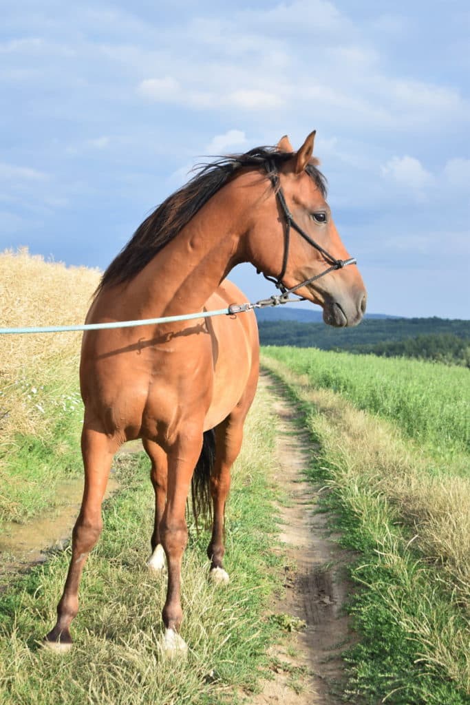 Here’s the correct and natural shot angle. I chose a view from very slightly below, to make the head stand out in its correct proportions. I recommend photographing the horse from the side—in pictures taken from the front, the head often unnaturally sticks out of the photo. Nikon D3300, AF-S NIKKOR 18-55 mm 1:3.5-5.6 G II, 1/200 s, f/5, ISO 100, focal length 45 mm