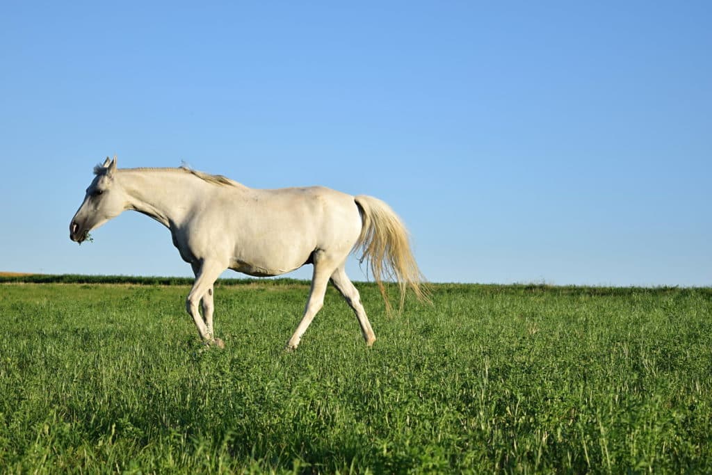 In the first photo we can clearly see that the horse doesn’t have anywhere left to go, and so the photo looks unnatural and distracting. Also this mare is visibly grinning, and with its ears thrown back like they are, it’s not pleasant to look at. You need to think about a horse’s expression just like you would think about the expression of the model in a portrait. Another potentially distracting element is any contact between an animal’s belly and the horizon.