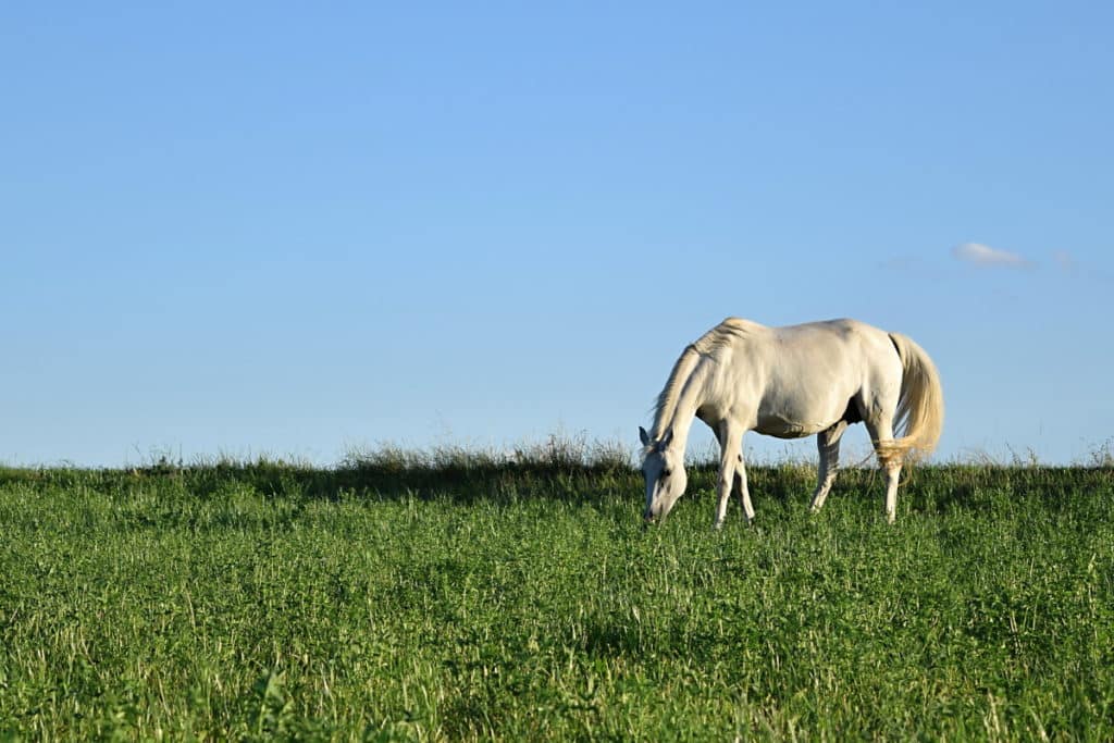 A photograph shot like this one here feels natural—the horse is grazing contentedly, and it has space in front of it that it can step into, which has a calming effect. Nikon D3300, AF-S NIKKOR 18-55 mm 1:3.5-5.6 G II, 1/640 s, f/5.6, ISO 200, focal length 55 mm