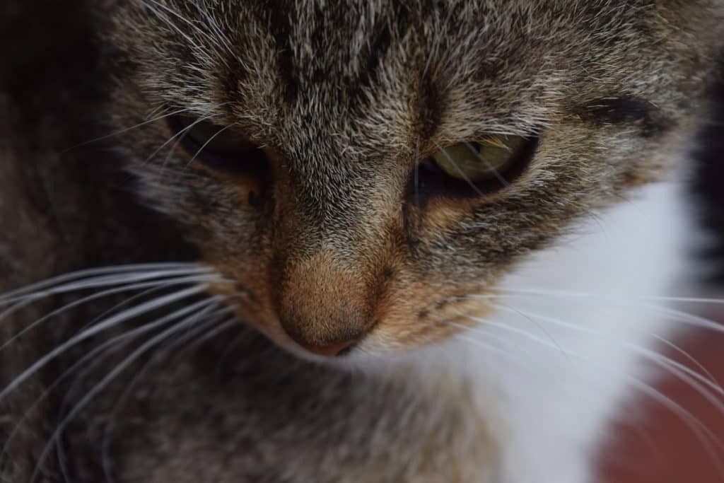 Notice how the crop was deliberately made to give a diagonal—the line leading from the whiskers at the bottom right across the mouth and the eye on over to the right corner. Nikon D3300, AF-S NIKKOR 18-55 mm 1:3.5-5.6 G II, 1/200 s, f/5.6, ISO 200, focal length 55 mm.