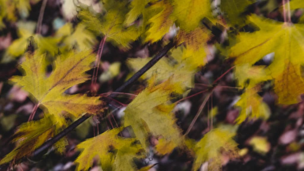 By panning along significant lines, in this case the branches, you preserve their shape and often also their sharpness. Fujifilm X-E2, Fujifilm XC 16-50mm f-3.5-5.6 OIS, 1/8 s, f/10, ISO 250, focal length 50 mm