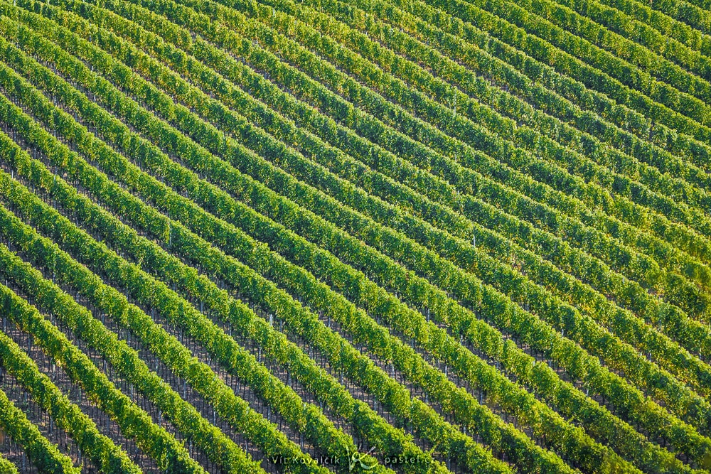 Diagonal lines in Moravian vineyards. Canon 5D Mark II, Canon EF 70-200/2.8 II, 1/50 s, f/7.1, ISO 400, focal length 200 mm