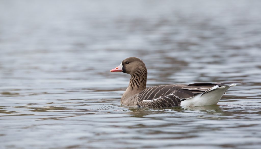 Try some experiments with the aperture. Canon EOS 1D Mark III, Tamron 150-600/5-6.3, 1/400s, f/8, ISO 800, focal length 500 mm