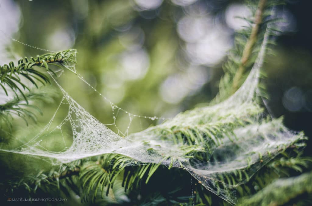 How to Photograph a Spider Web: 16 Expert Tips