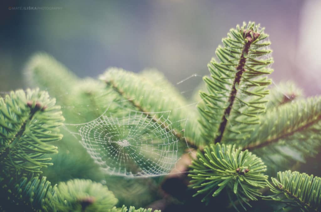 A small spiderweb. Nikon D7000, Nikkor 50mm f/1.8 D, 1/500, f/1.8, ISO 100.