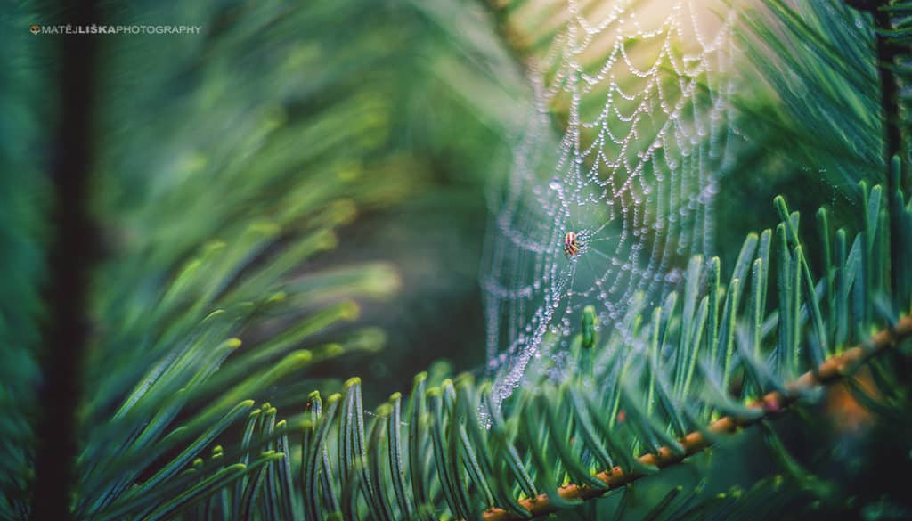 beautiful spider webs