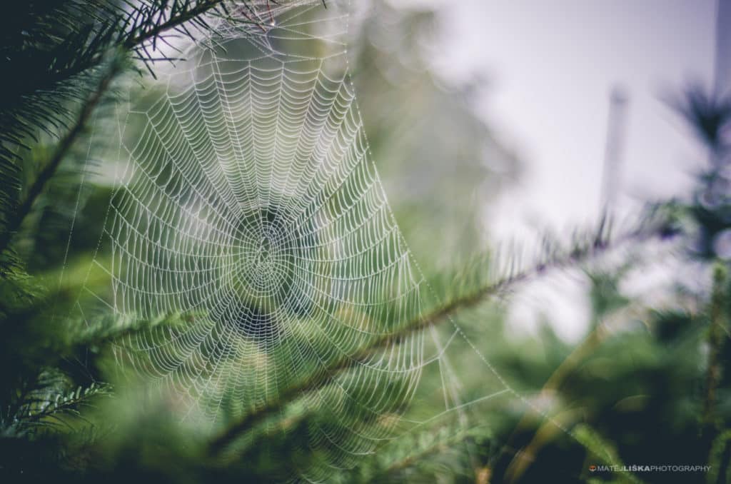 A hidden spiderweb. Nikon D7000, Nikkor 50mm f/1.8 D, 1/1500, f/1.8, ISO 100