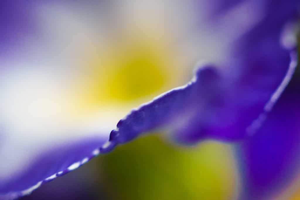 A close-up on a flower petal.