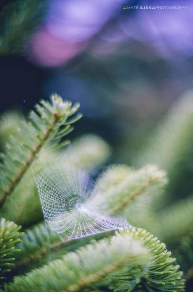 A small spiderweb. Nikon D7000, Nikkor 50mm, f/1.8 D, 1/750, f/1.8, ISO 100