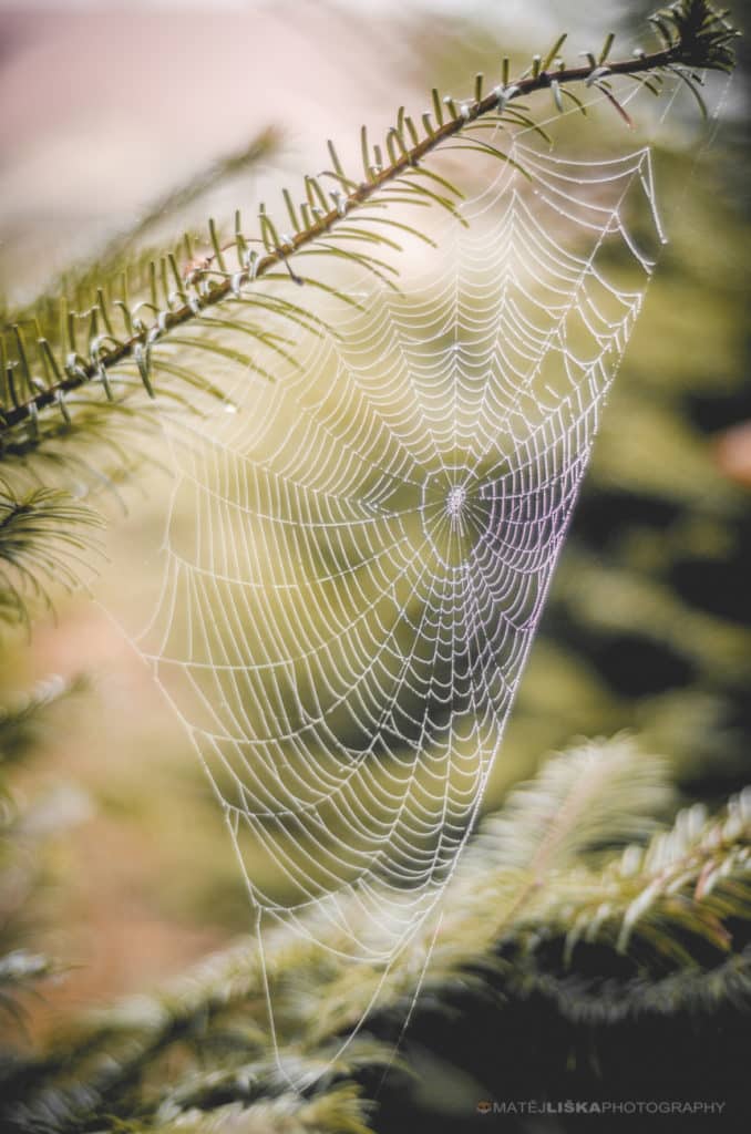 How to Photograph a Spider Web: 16 Expert Tips