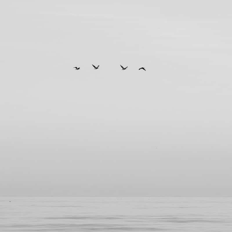 A black-and-white rendition puts the bird silhouettes in the spotlight even more. That makes the overall mood a bit more melancholy.