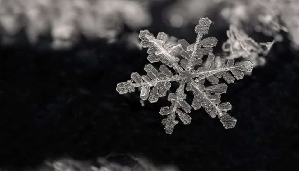 macro winter photography