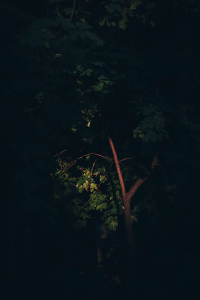Contrast between light and dark surfaces is useful when photographing people—but not only then. Even in an ordinary tree stand you can harness it to create a pretty atmosphere. Canon EOS 1000D, Pentacon auto 2.8/135 MC, 1/200, f/5.0, focal length 135 mm