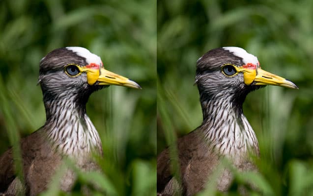 The difference between a photo that was sharpened after shrinking (right) and one that wasn’t (left).