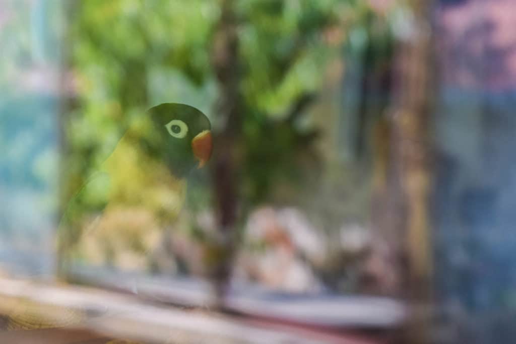 This photo was taken from out on a porch. Our parrot likes to sit in flowerpots by the window and look out. I knew I had bushes and trees behind me, and took advantage of this. Their reflections in the glass blended with the flower that the parrot was sitting beside. Along with the bird’s own colors, it makes the picture feel “painted.” Nikon D3300, AF-S NIKKOR 18-55 mm 1:3.5-5.6 G II, 1/50 s, f/5.6, ISO 100, focal length 52 mm