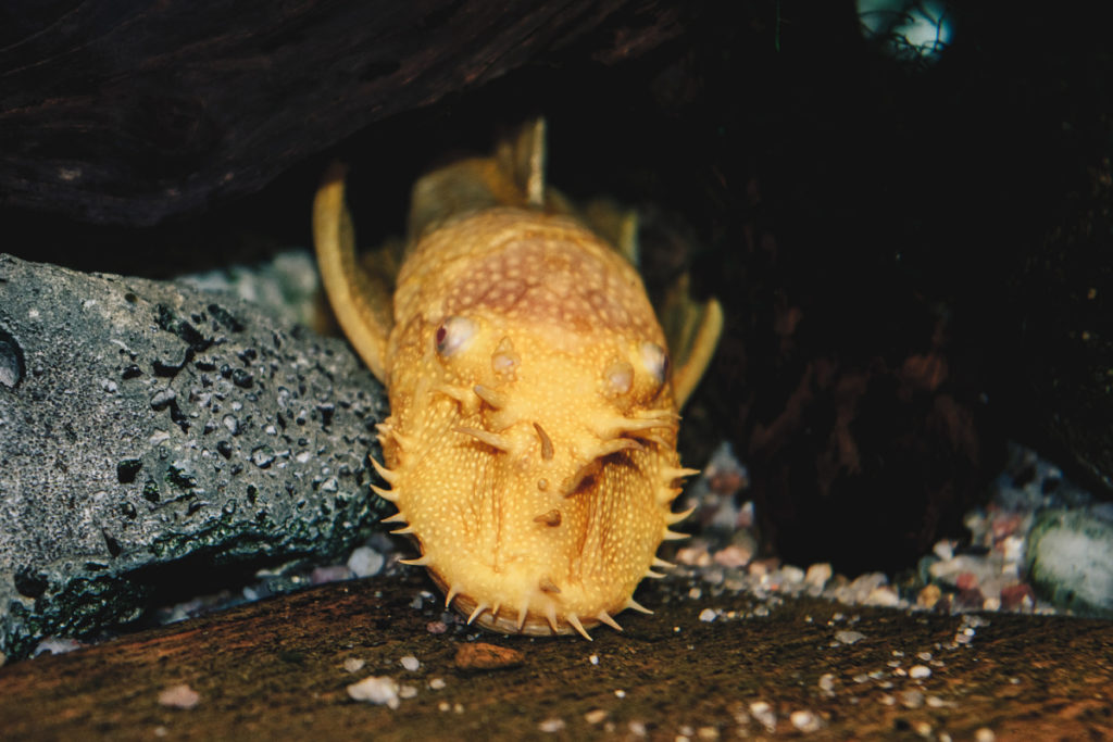 This giant golden fish always hides in the aquarium’s dark corners. So I raised the ISO to 400 and used a long exposure. The background stayed dark and the fish stood out wonderfully. Nikon D3300, AF-S NIKKOR 18-55 mm 1:3.5-5.6 G II, 1/60 s, f/5.6, ISO 400, focal length 55 mm