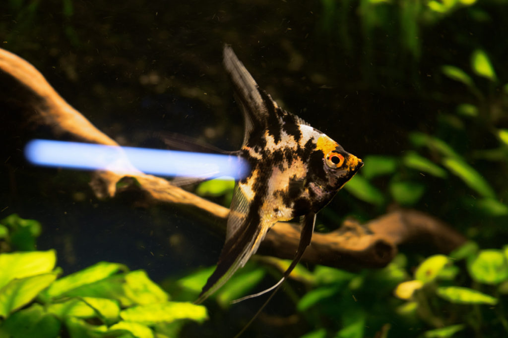 Not this way either! When photographing objects behind glass, look around your surroundings and think about what will be reflected. The white stripe is a reflection from a fluorescent light. Nikon D3300, AF-S NIKKOR 18-55 mm 1:3.5-5.6 G II, 1/10 s, f/5, ISO 200, focal length 45