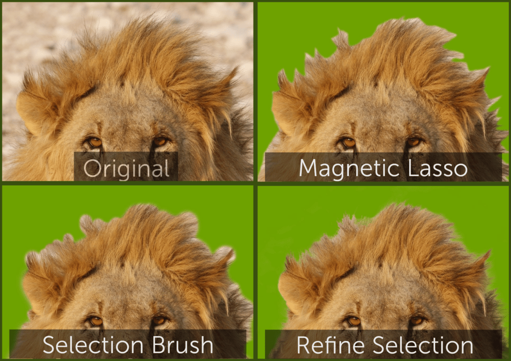 selections of lion