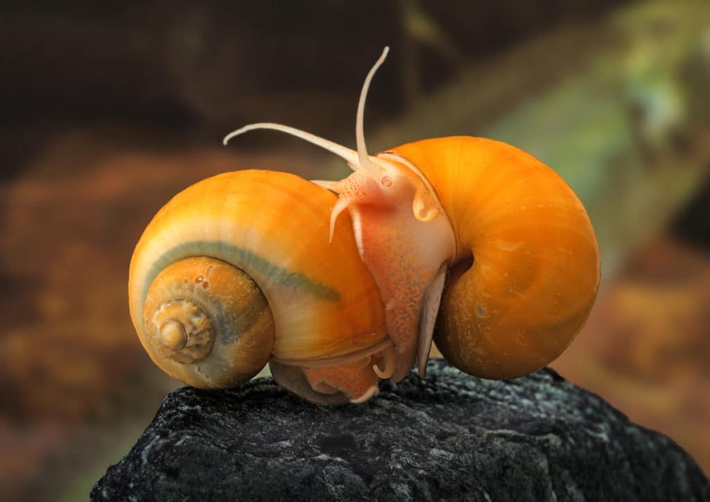 The apple snail is a commonly bred aquarium snail. Nikon D800, Tamron 180/3.5, 1/80 s, f/8, ISO 800, focal length 180 mm